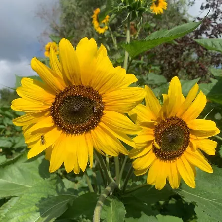 Sophie Апартаменты Берлин