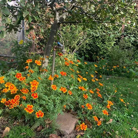 Sophie * Берлин