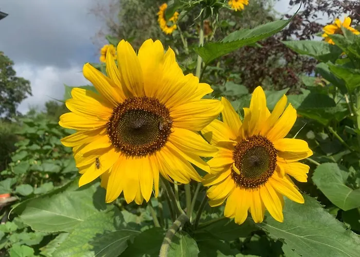 Sophie Lägenhet Berlin